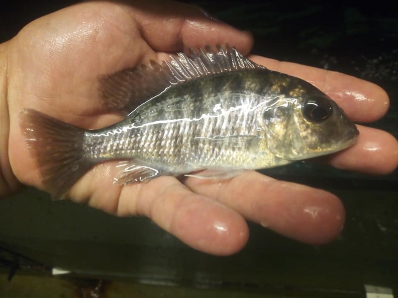 Protomelas sp. 'virgatus luwala' Luwala Reef